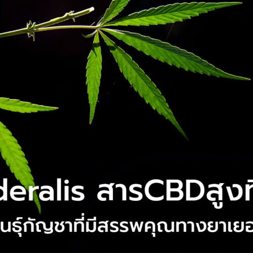 Ruderalis สายพันธุ์กัญชาที่มีค่าของสาร CBD สูง มาพร้อมสรรพคุณทางยา