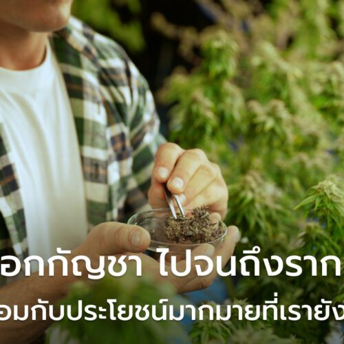 ช่อดอกกัญชา (Cannabis) กับประโยชน์มากมายที่เรายังไม่รู้