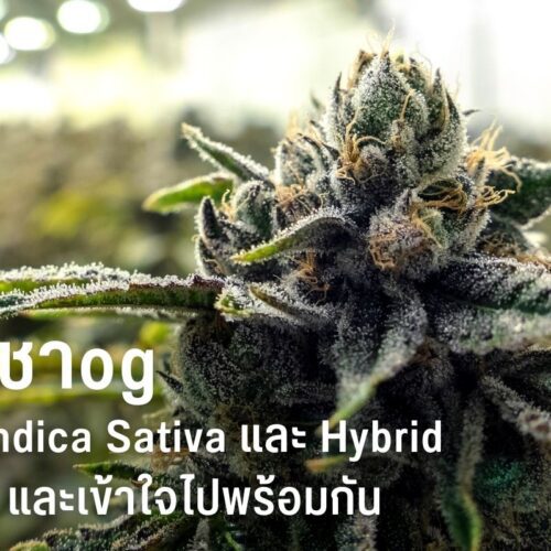 กัญชา OG Kush สายพันธุ์สุดฮิตของสายเขียว เรียนรู้และเข้าใจไปพร้อมกัน